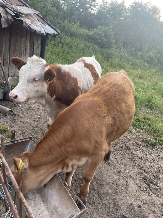 Vând vițele, viței si vacă