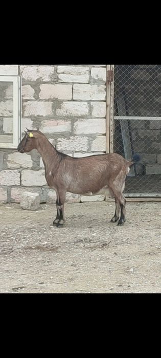 Сауынды Ешкі сатылады.