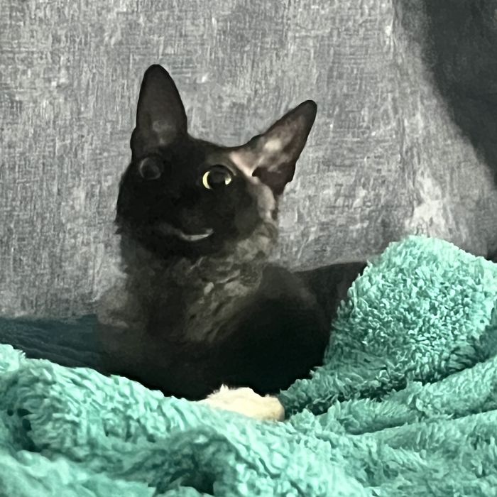 Срочно отдам кошку