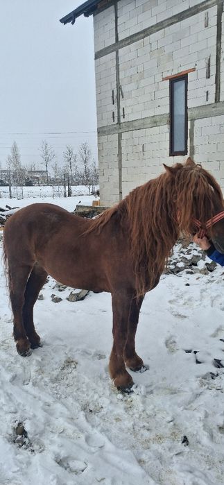 De vânzare harmasar