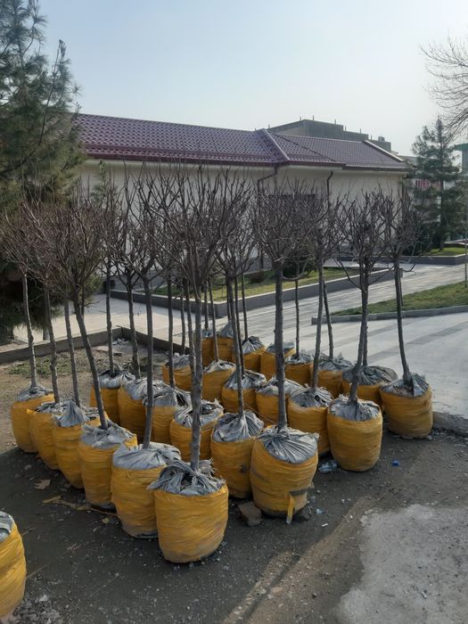 Арча archa дарахтлар палма сасна кипарис бор