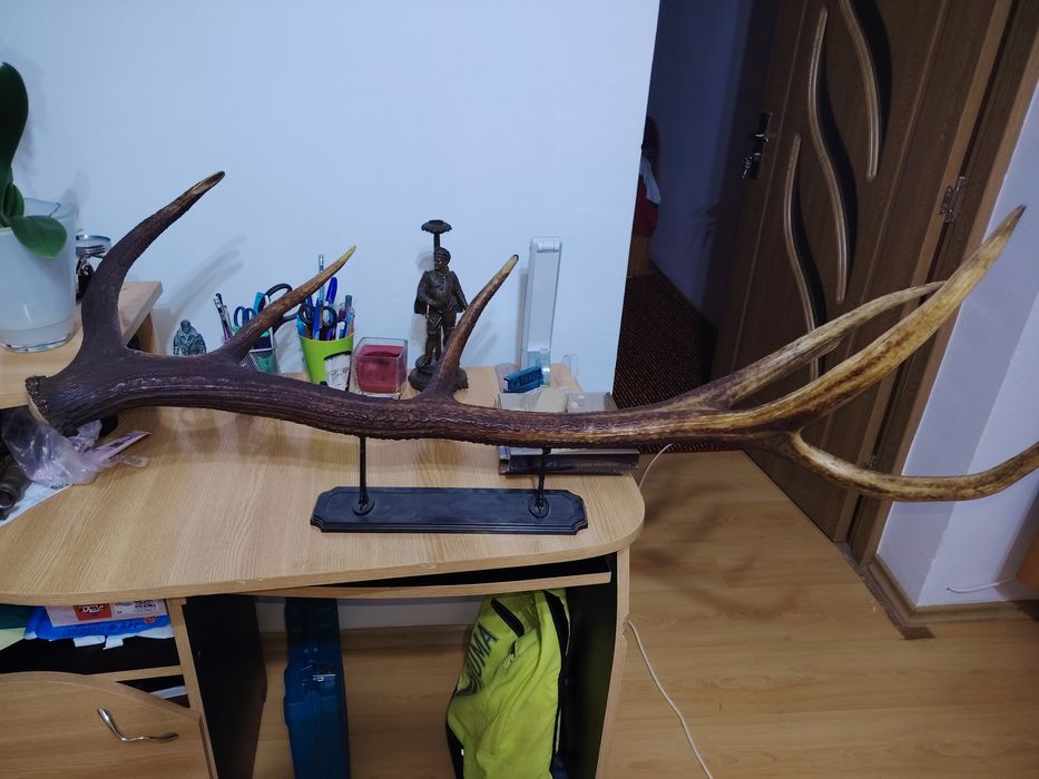 Corn de Cerb Carpatin Masiv