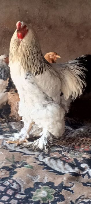 550 000 min brama horoz tuvuqlar