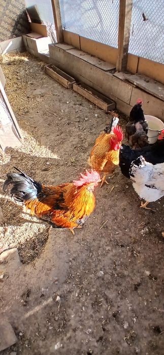 Петел за продажба