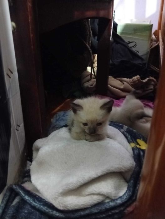 отдам котят в добрые руки.