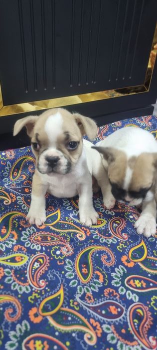 Французский бульдог