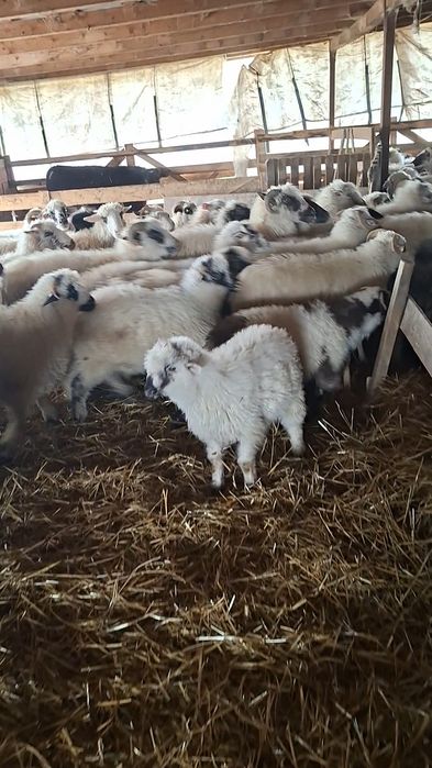 De vanzare oi cu miei !