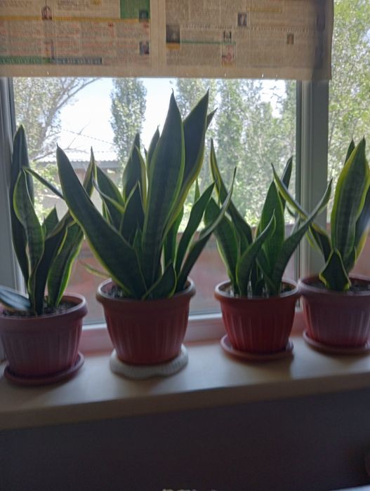 Продается цветок сансевьера четыре горшка земля хорошая удобреная