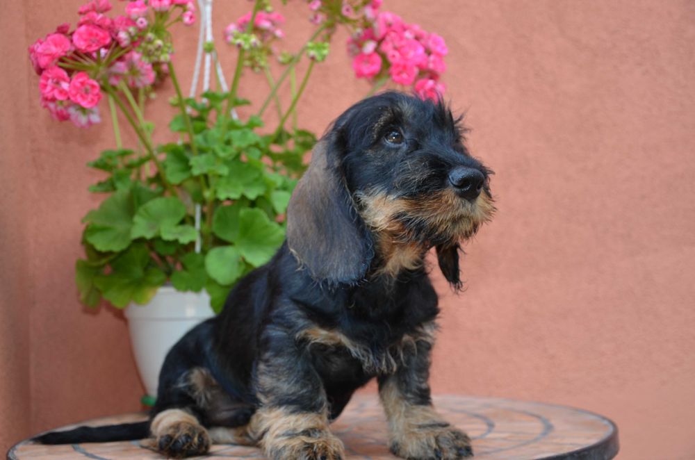 mascul de teckel sarmos standard cu Pedigree A, la 2.5 luni
