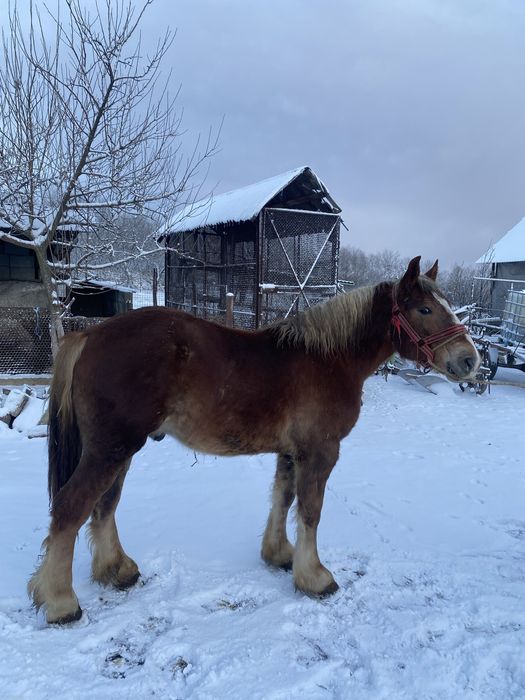 Vand manz  bihor de 2 ani la primavara