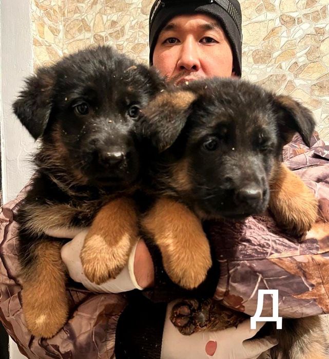 Немецская овчарка
