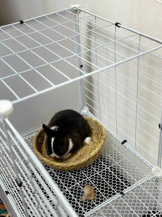 "Barcha Uchun Ideal Uy Hayvoni – Karlik Quyonchalari"

Uy hayvoni s