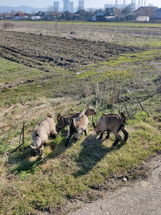 Iezi alpina franceza