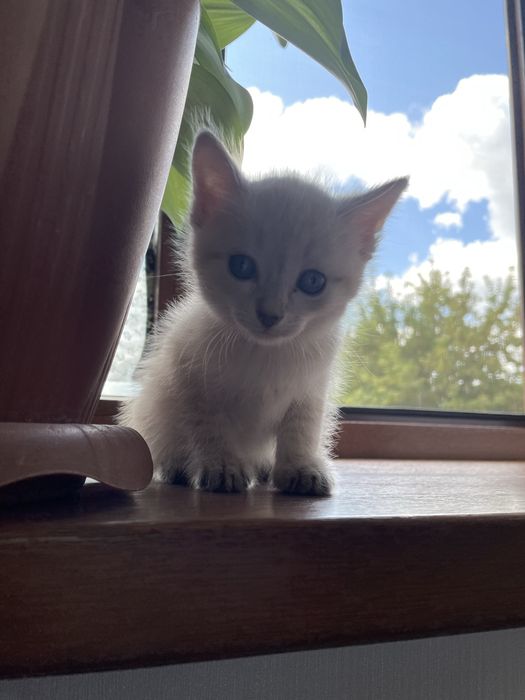 Продам сиамского котенка