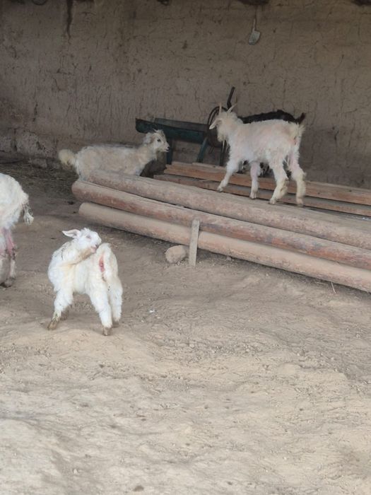 Ешкі сатылады опшый 5 бас