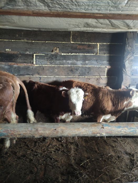 20 Бұқа сатылады откормдегі