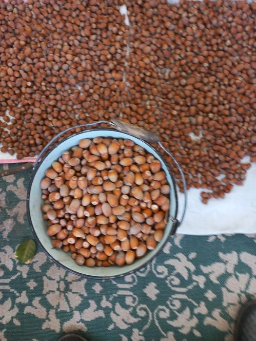 Продам Фундук 2025