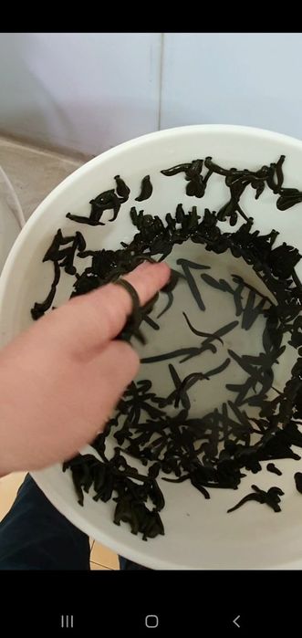 Zuluk. Зулук. Пиявки медицинские аптечные.