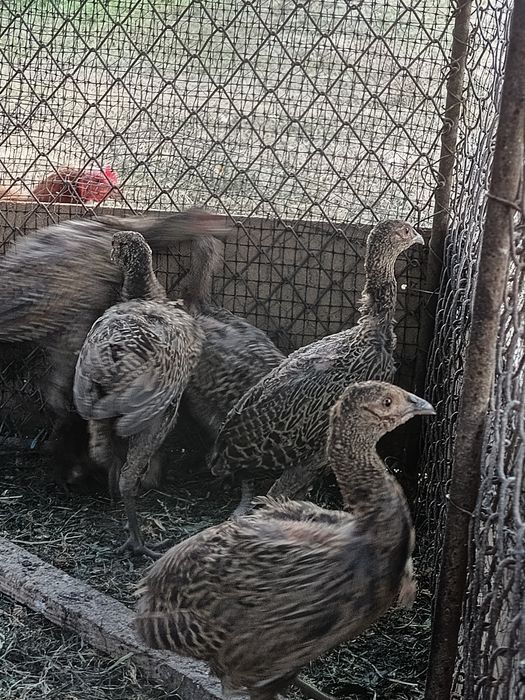Fazani comuni 12 bucăți