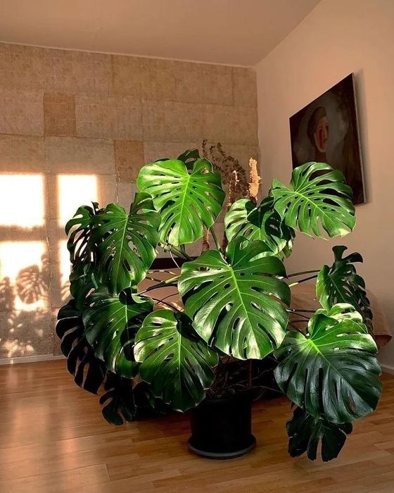 Monstera привлекательная