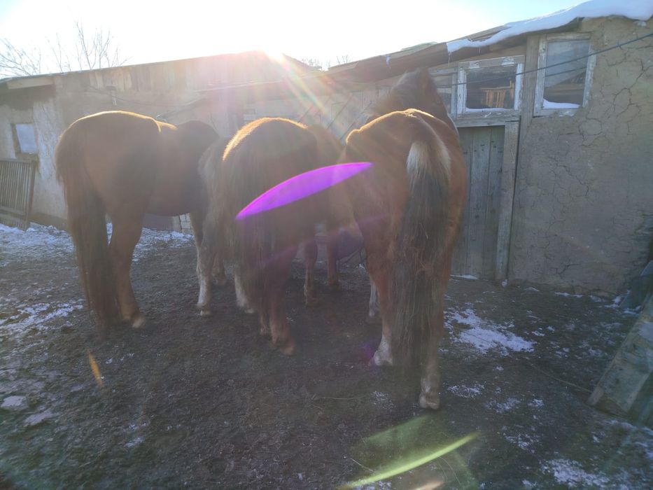 4 бас жылқы сатылады , ұрғашы