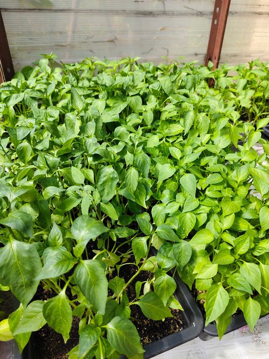 Продам рассаду перцев,  капуста, помидор