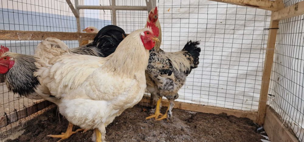 Хўроз (xo‘roz, петух) сотилади