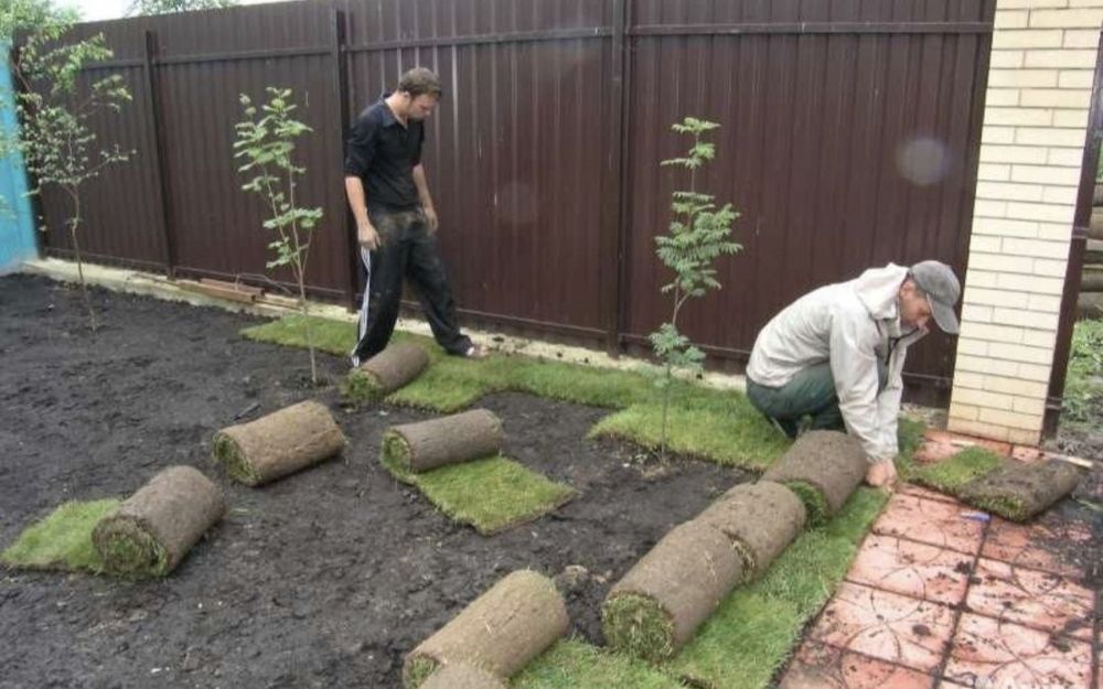 Ель сосна саженцы