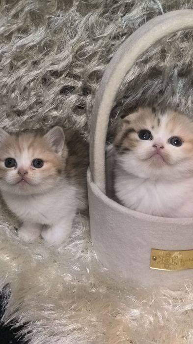 Животные кошки и