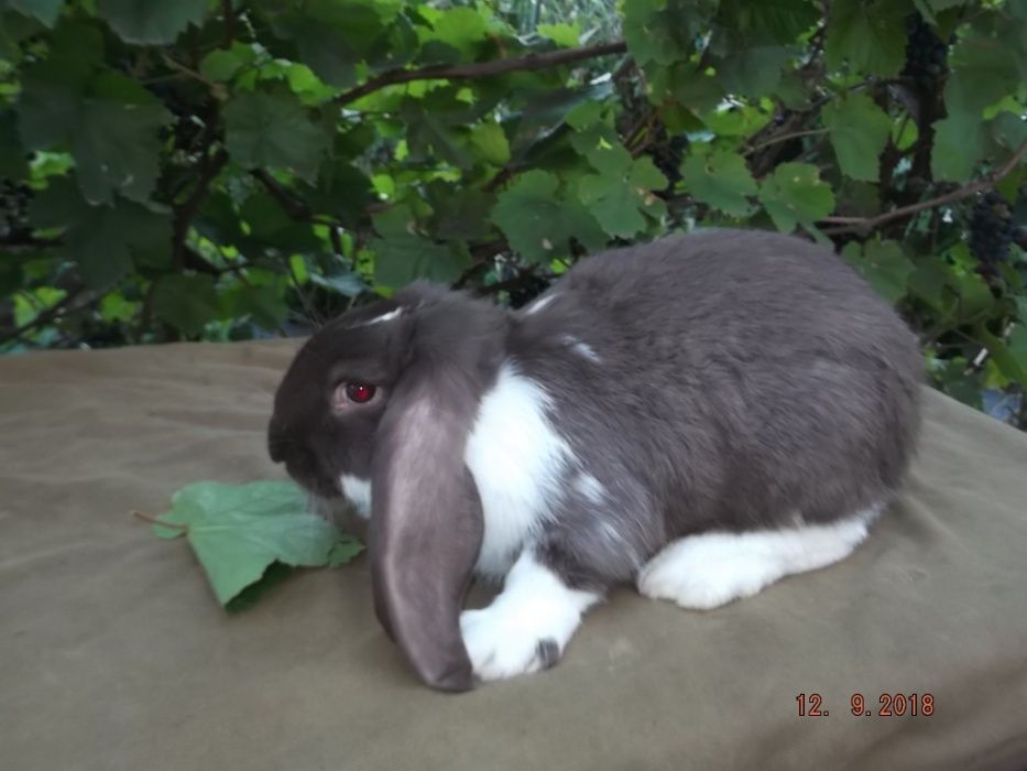 кролики французкий баран