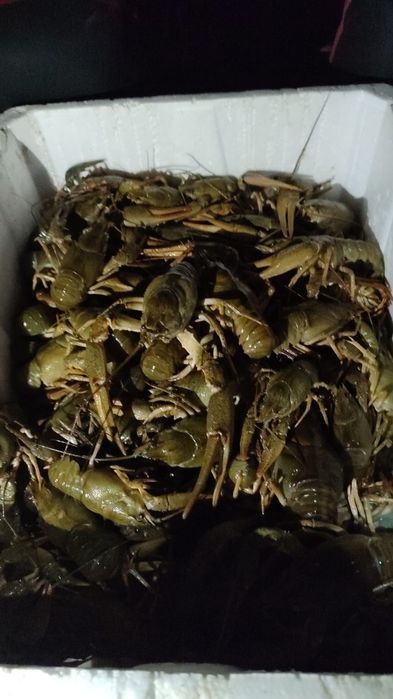 Раки живые,готовые