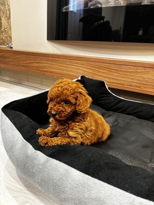 Той пудел момче / Toy poodle boy