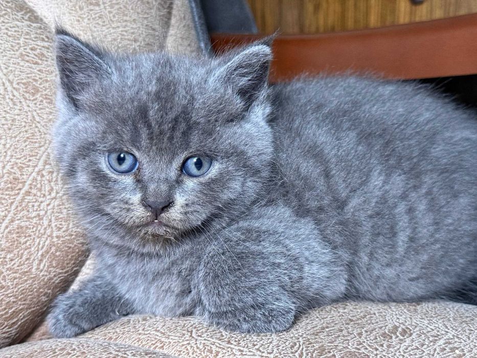 Продается котенок скоттиш страйт