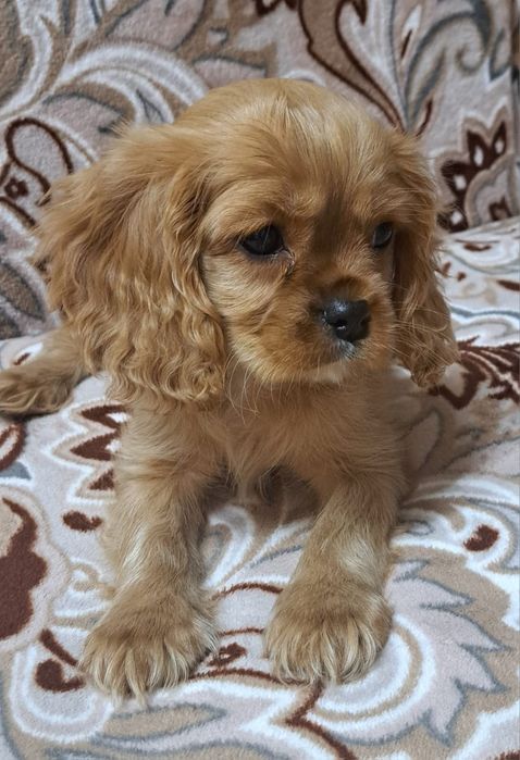 Щенки Кавалер Кинг Чарльз