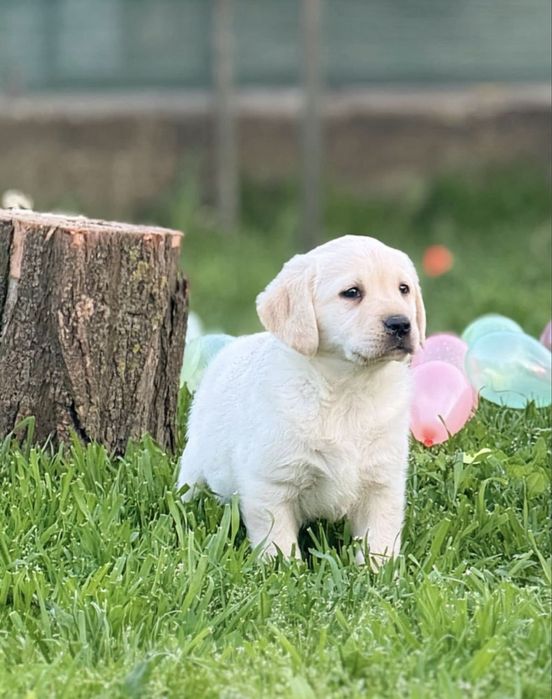 Labrador retriver pedigree