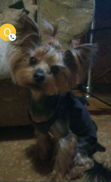 ВЯЗКА !!! НЕ ПРОДАЖА !!! ВЯзка с милым и чистокровным Йоркширским тер