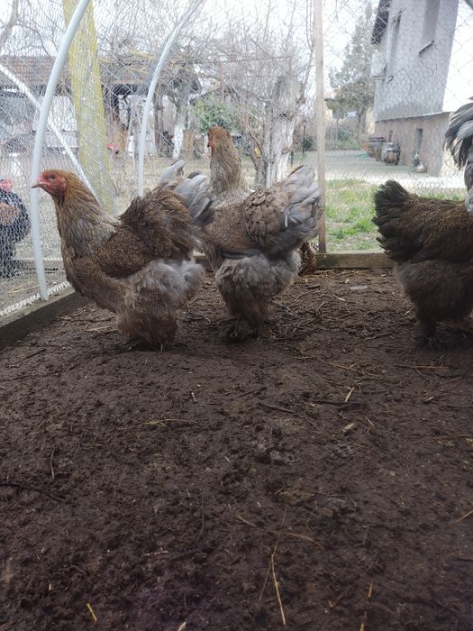 Пилета и яйца от много видове кокошки.Видин