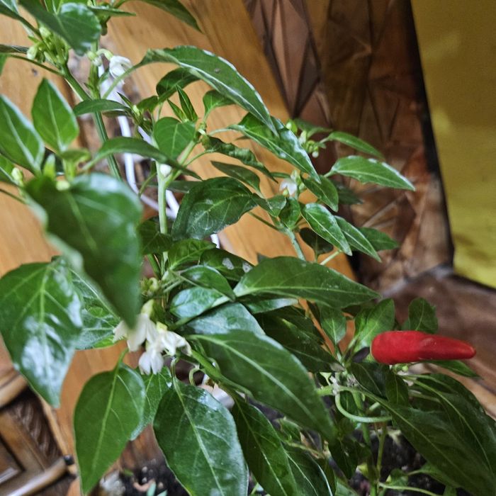 Саженцы грецкого ореха