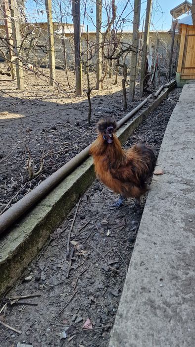 Cocoși Matase Japoneza