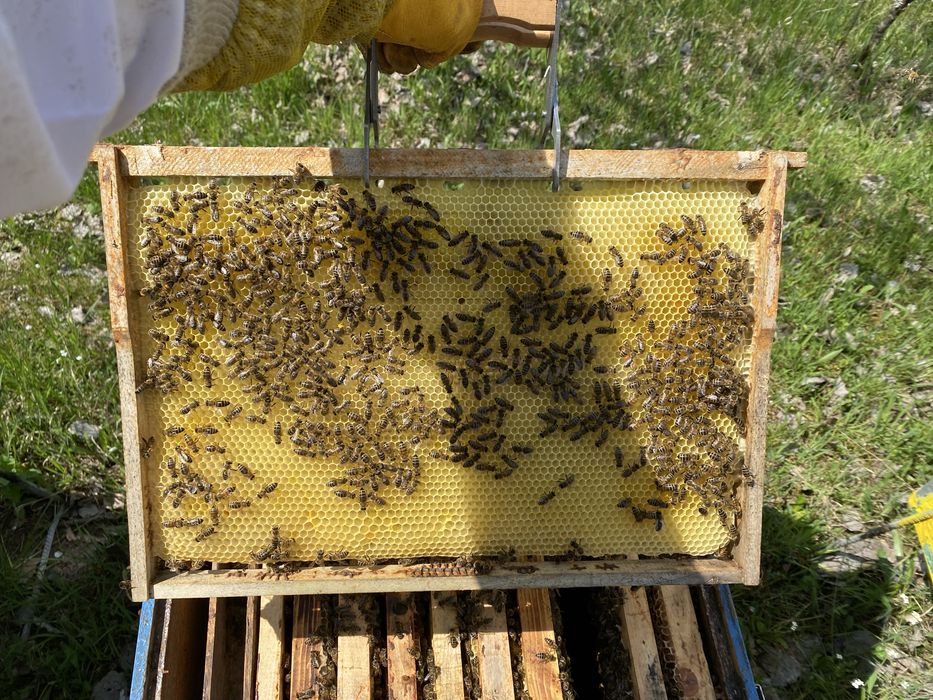 Faguri artificiali din ceara de albine 1/1