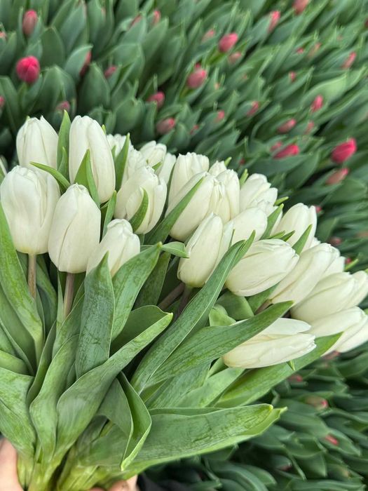 Тюльпаны оптом в Алматы!