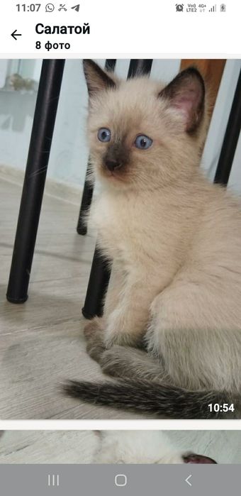 Отдам котёнка мальчика и девочку