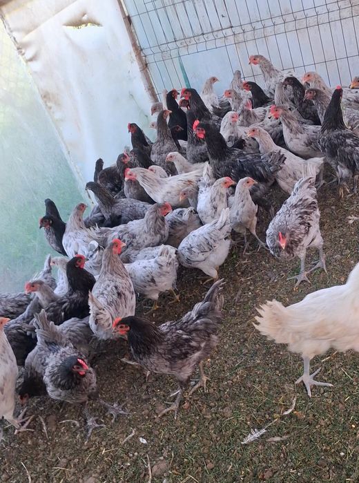 Cocosei Australorp