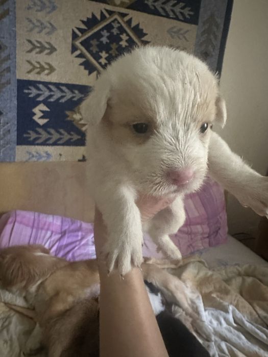 Puiuti metis spre adoptie