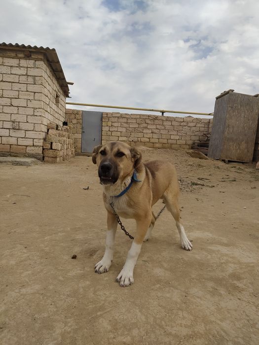 Күшік бар сатылатын 4 айлық