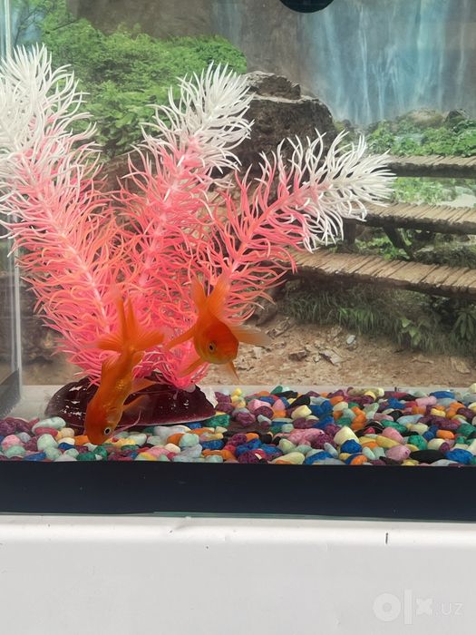 Akvarium hamma jihozlari bilan sotiladi