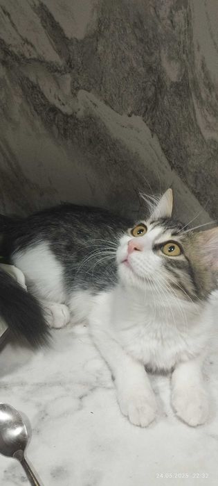 Котятки мальчики и девочки