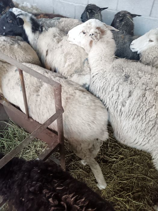 Семіз қойлар сатылады 70000 тенге