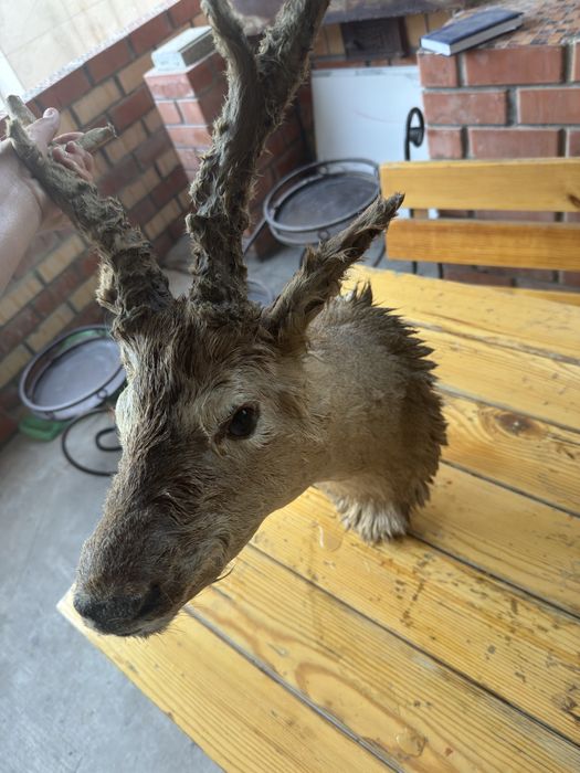 Голова оленя срочно