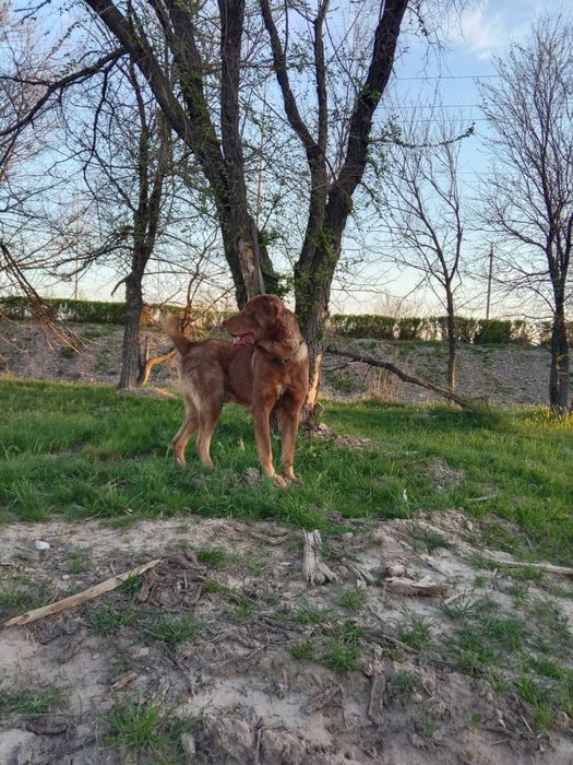 Төбет сатылады.